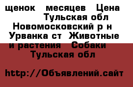 щенок 7 месяцев › Цена ­ 2 500 - Тульская обл., Новомосковский р-н, Урванка ст. Животные и растения » Собаки   . Тульская обл.